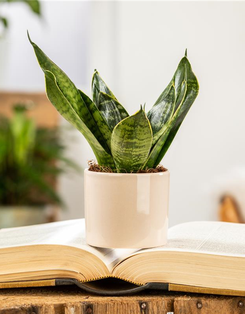 Sansevieria trifasciata Hahnii T11