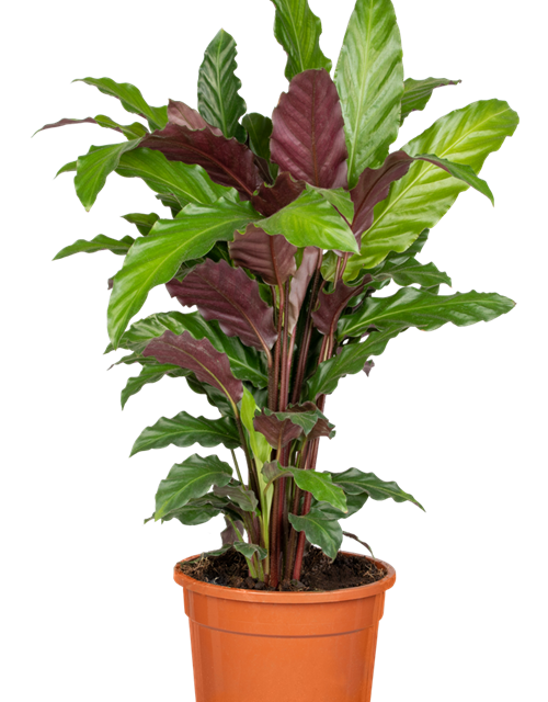 Calathea rufibarba T11