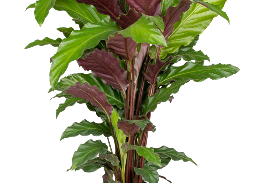 Calathea rufibarba T11