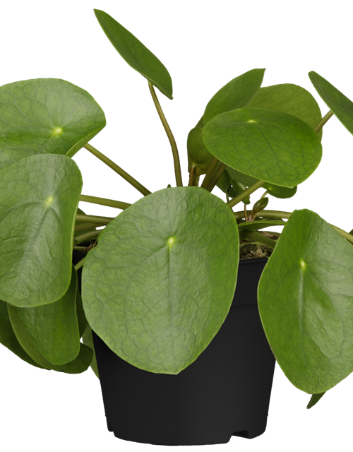 Pilea peperomioides T10,5