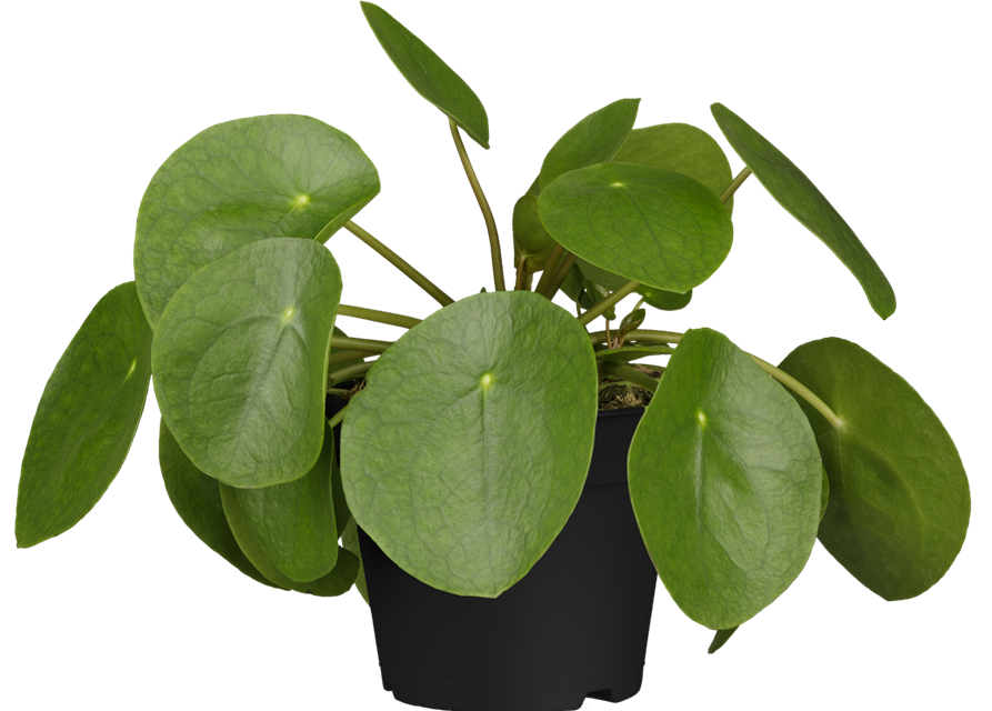 Pilea peperomioides T10,5