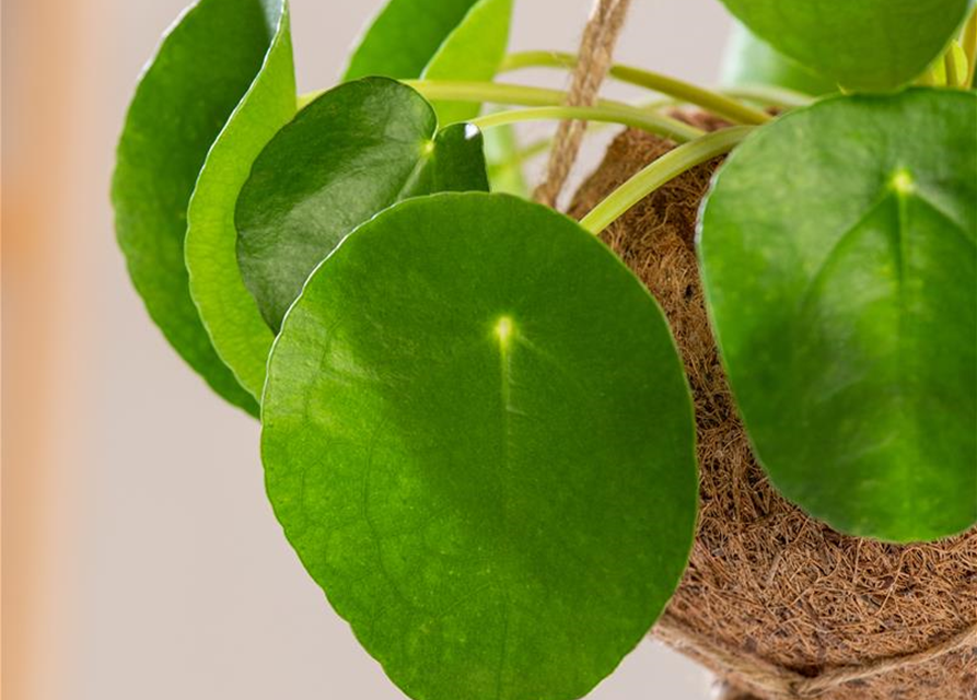 Pilea peperomioides T10,5