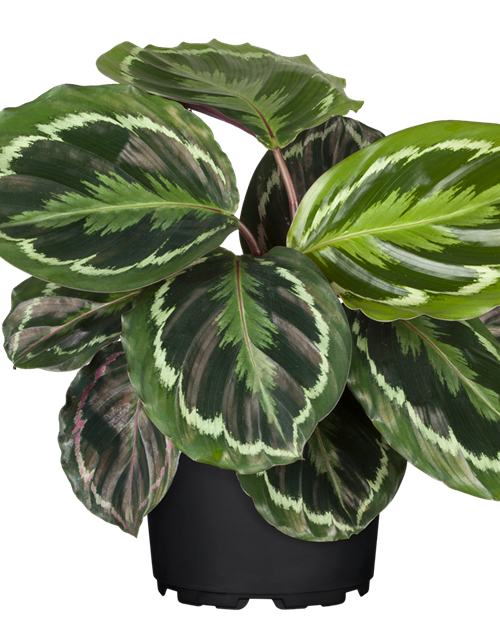 Calathea roseopicta T12