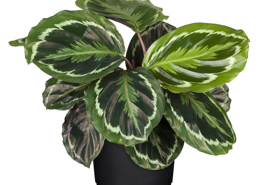 Calathea roseopicta T12