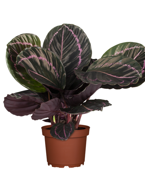 Calathea roseopicta Surprise Star T11