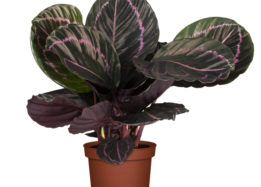 Calathea roseopicta Surprise Star T11