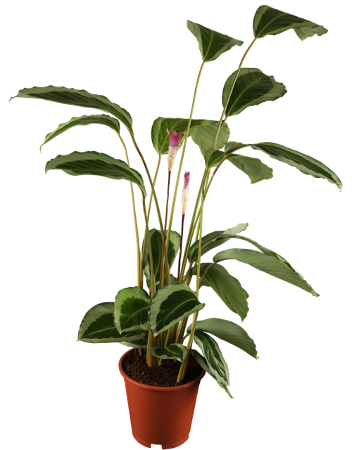 Calathea Bica T17