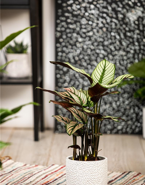 Calathea ornata Sanderiana T12