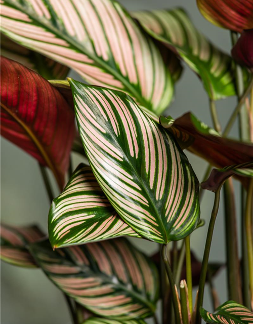 Calathea ornata Sanderiana T12