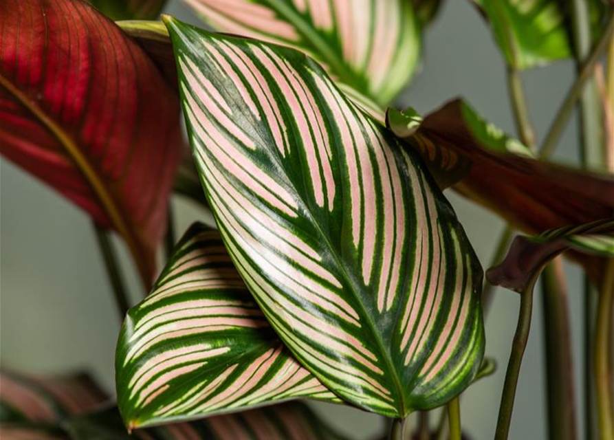 Calathea ornata Sanderiana T12