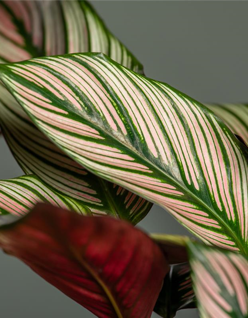 Calathea ornata Sanderiana T12