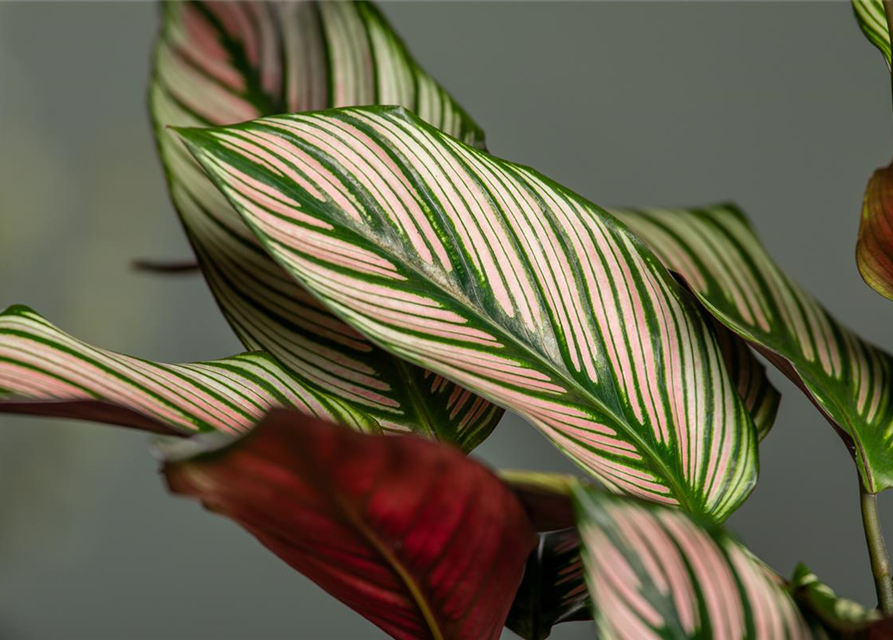 Calathea ornata Sanderiana T12