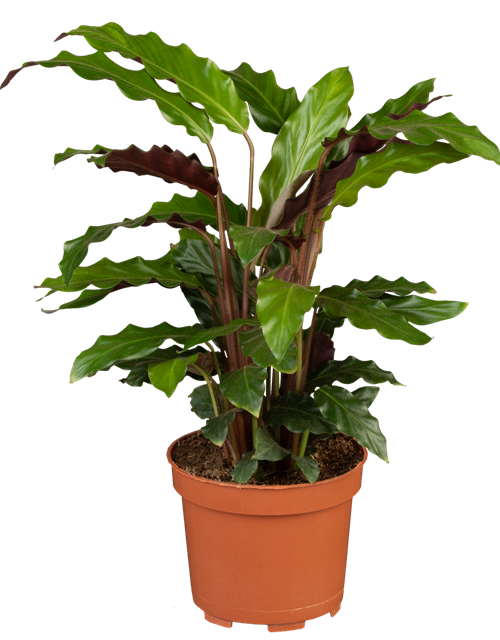 Calathea rufibarba T12