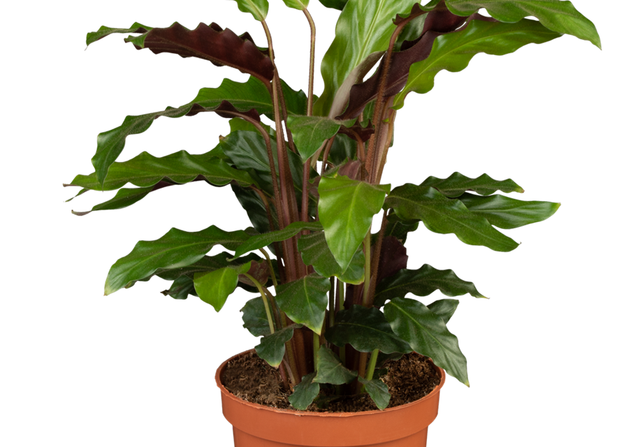 Calathea rufibarba T12