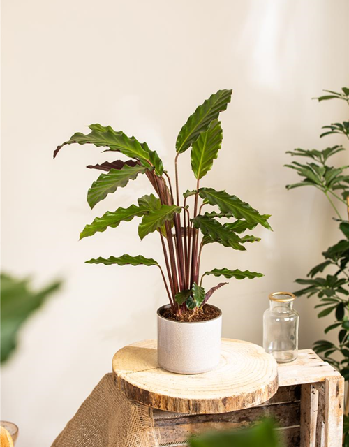 Calathea rufibarba T12