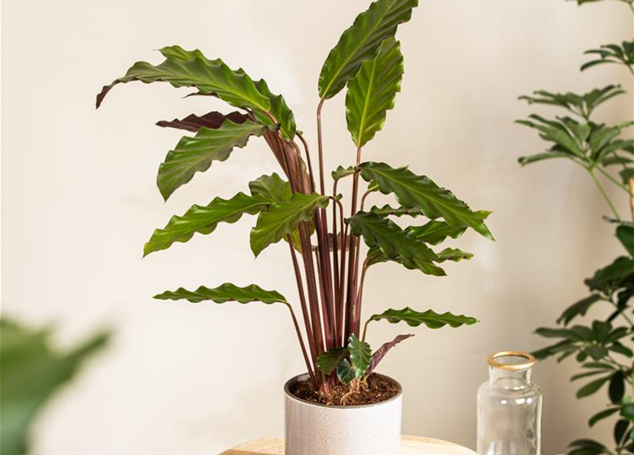 Calathea rufibarba T12