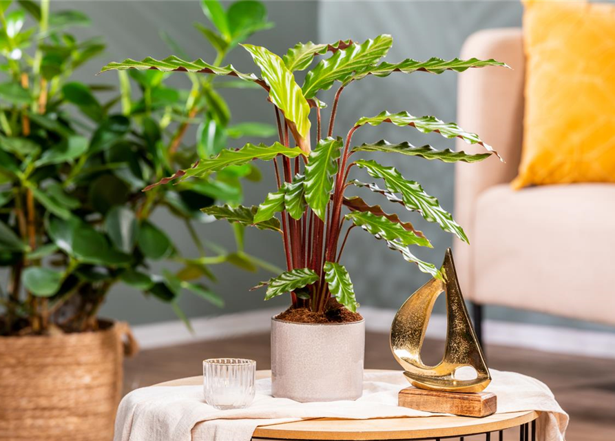 Calathea rufibarba T12