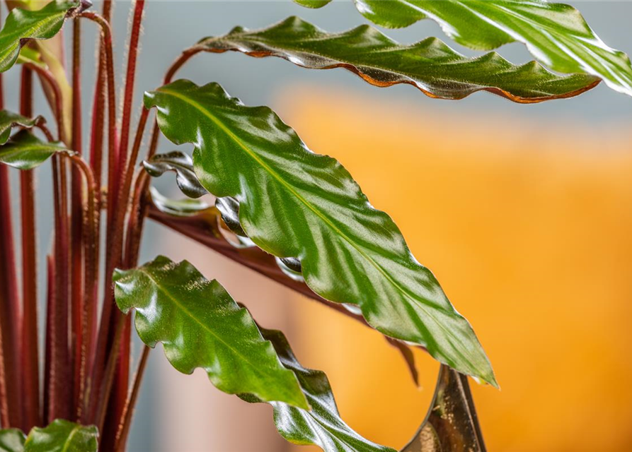 Calathea rufibarba T12