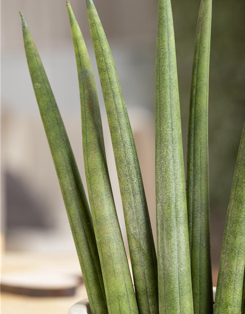 Sansevieria cylindrica Rocket T17