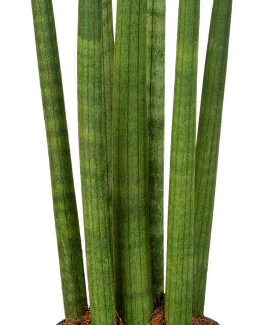 Sansevieria cylindrica Spaghetti T17