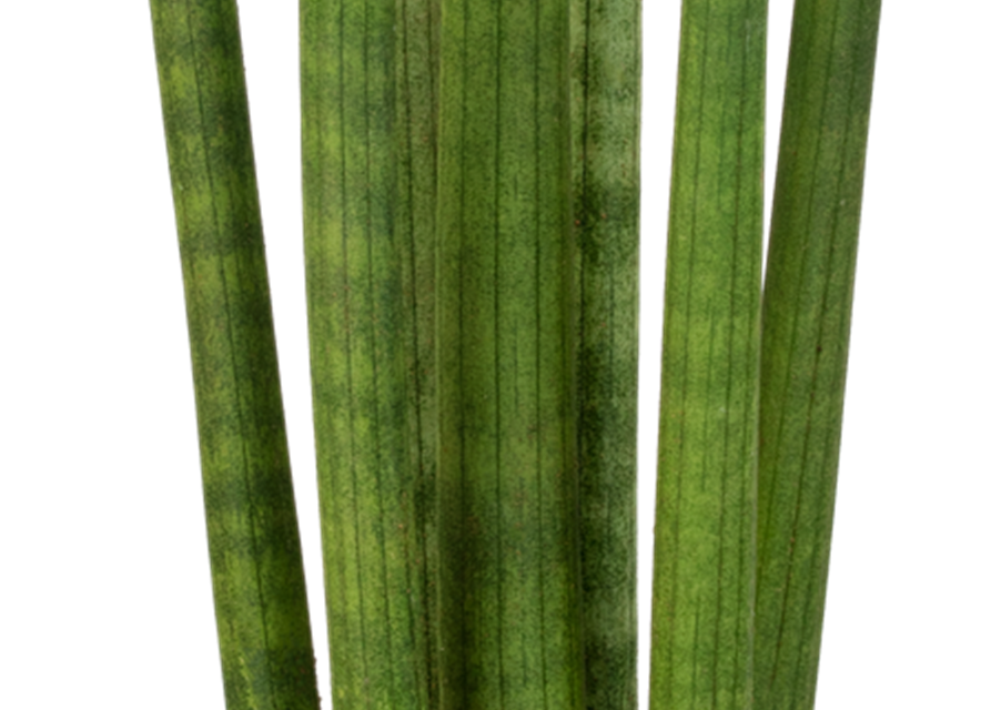 Sansevieria cylindrica Spaghetti T17