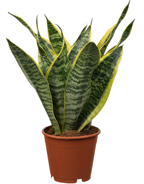 Sansevieria trifasciata Futura Superba T11