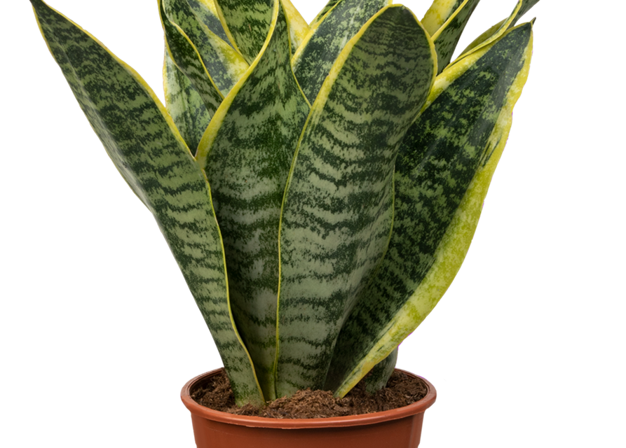 Sansevieria trifasciata Futura Superba T11