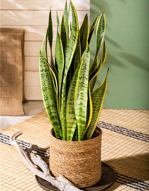 Sansevieria trifasciata Futura Superba T14