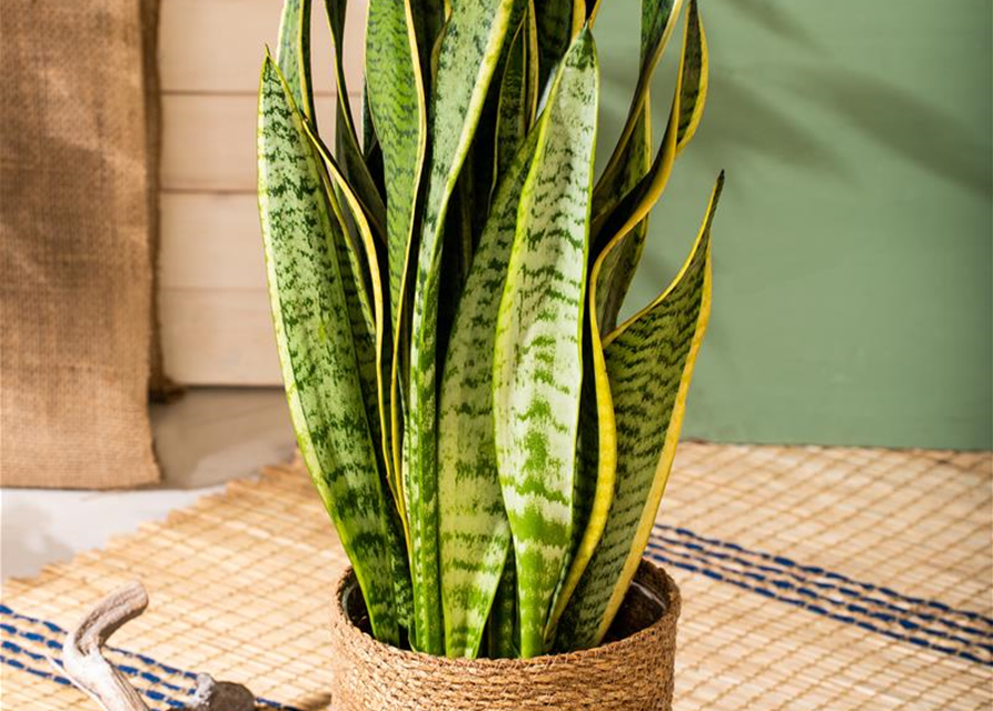 Sansevieria trifasciata Futura Superba T14