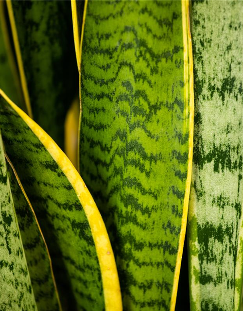 Sansevieria trifasciata Futura Superba T11