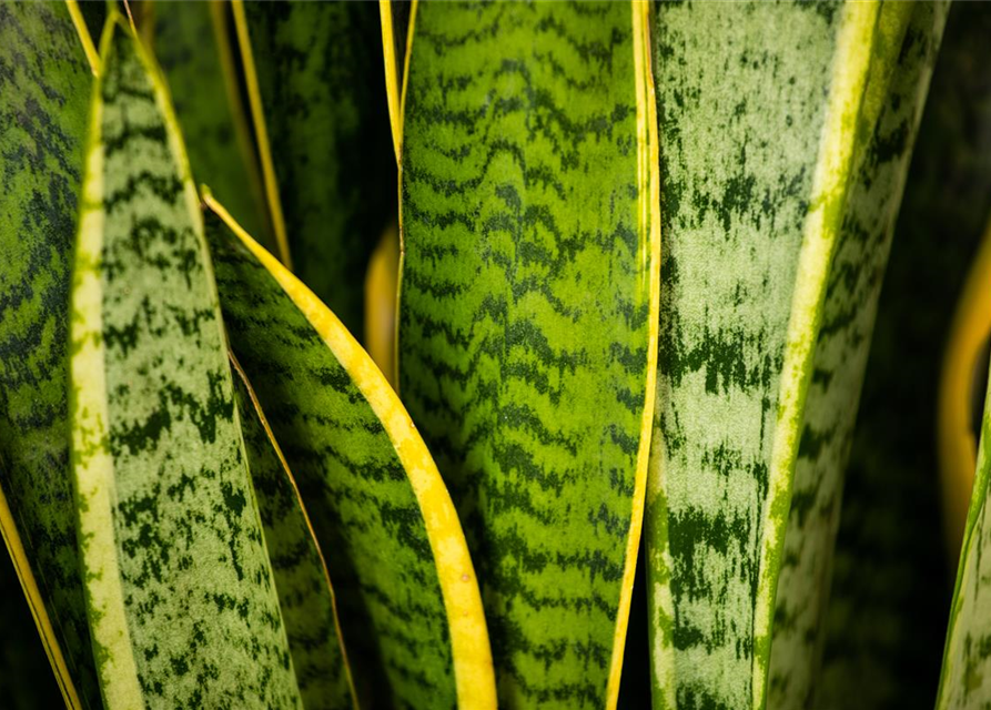 Sansevieria trifasciata Futura Superba T11