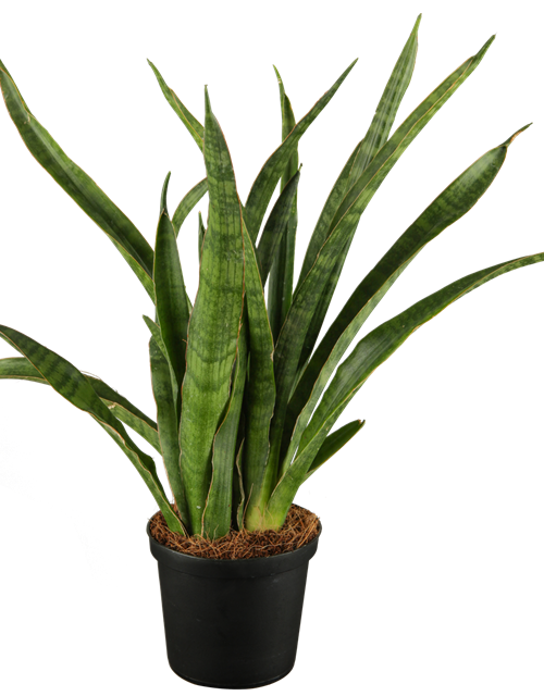 Sansevieria trifasciata Javanica T9