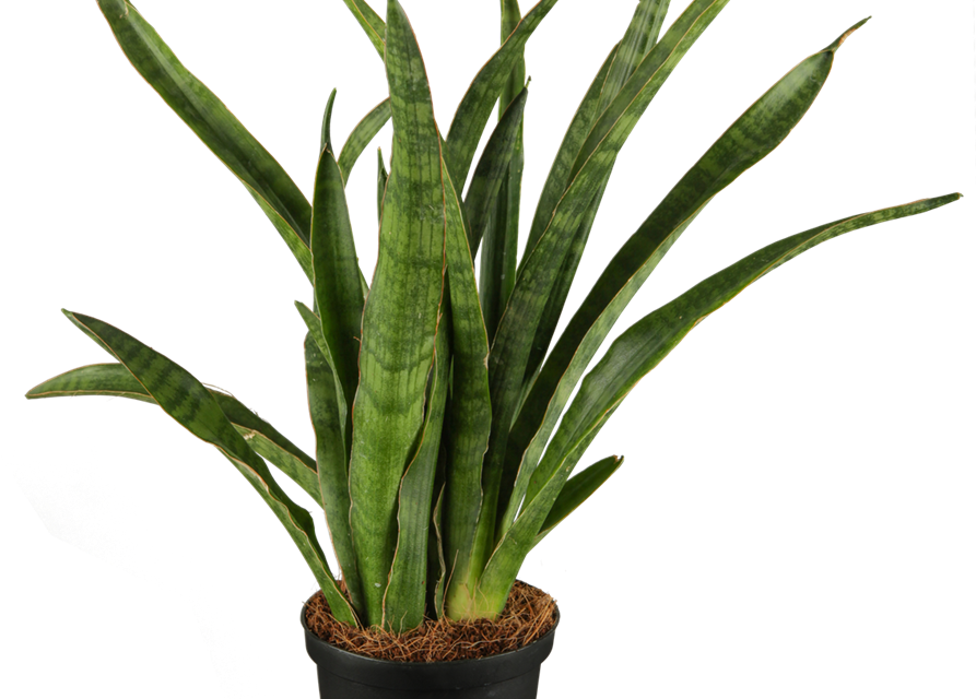 Sansevieria trifasciata Javanica T9