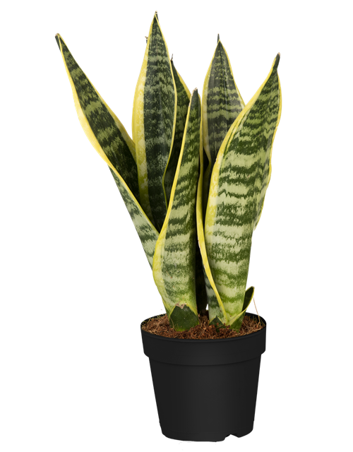 Sansevieria trifasciata Laurentii T14