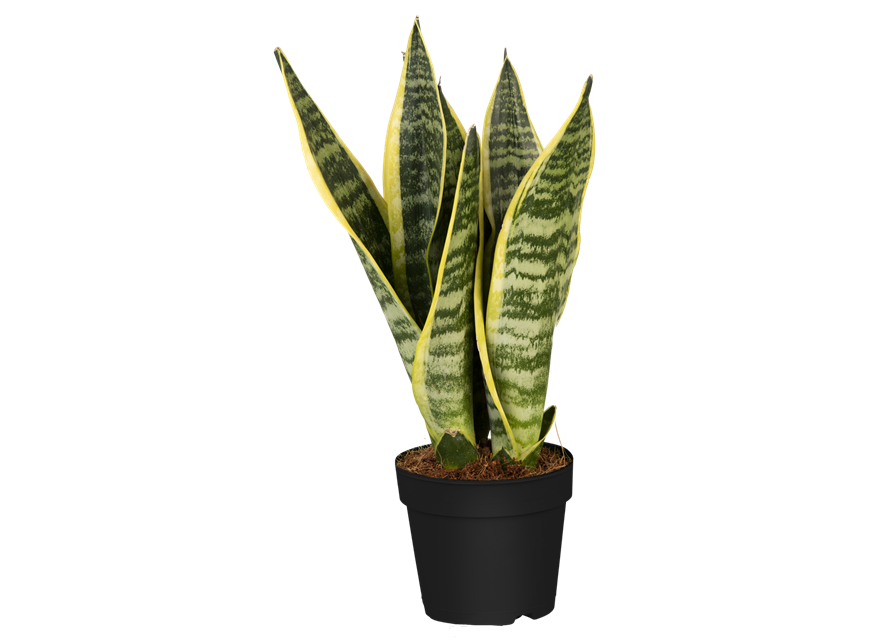 Sansevieria trifasciata Laurentii T14