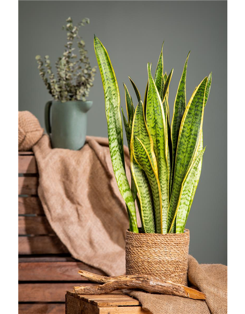 Sansevieria trifasciata Laurentii T14