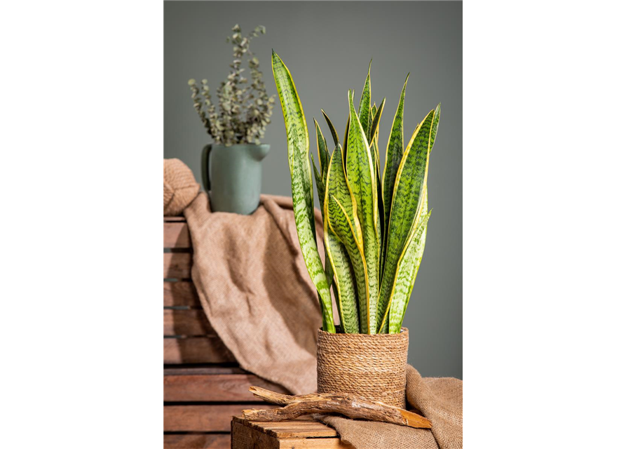 Sansevieria trifasciata Laurentii T14