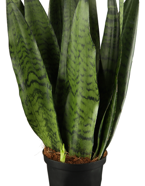 Sansevieria trifasciata Zeylanica T14