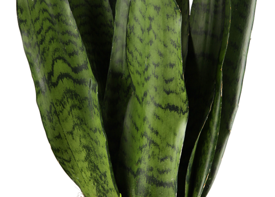 Sansevieria trifasciata Zeylanica T14