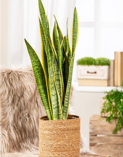 Sansevieria trifasciata Zeylanica T14