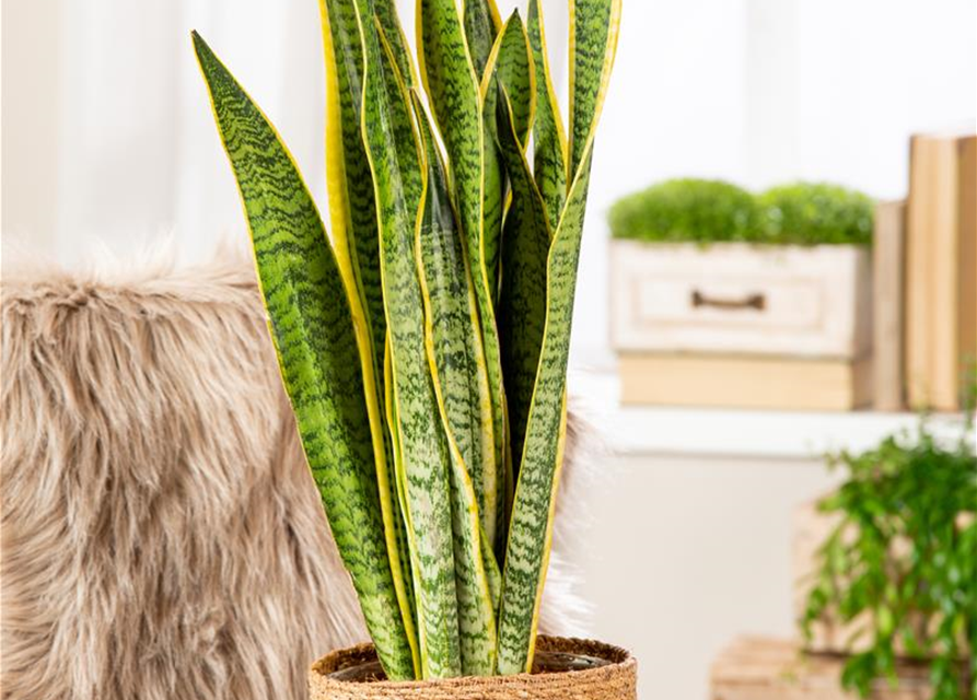 Sansevieria trifasciata Zeylanica T14