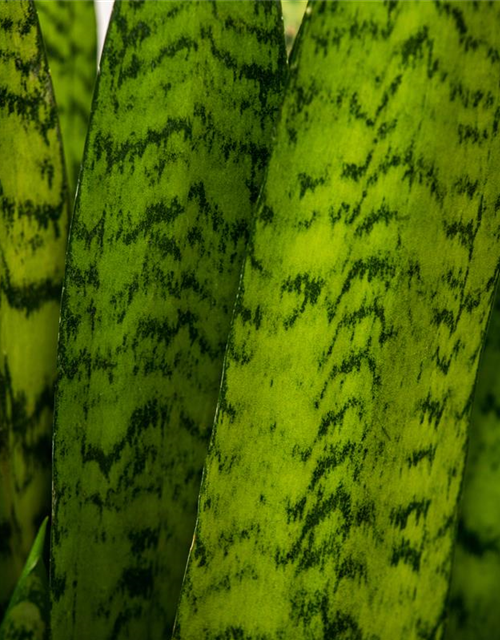 Sansevieria trifasciata Zeylanica T14