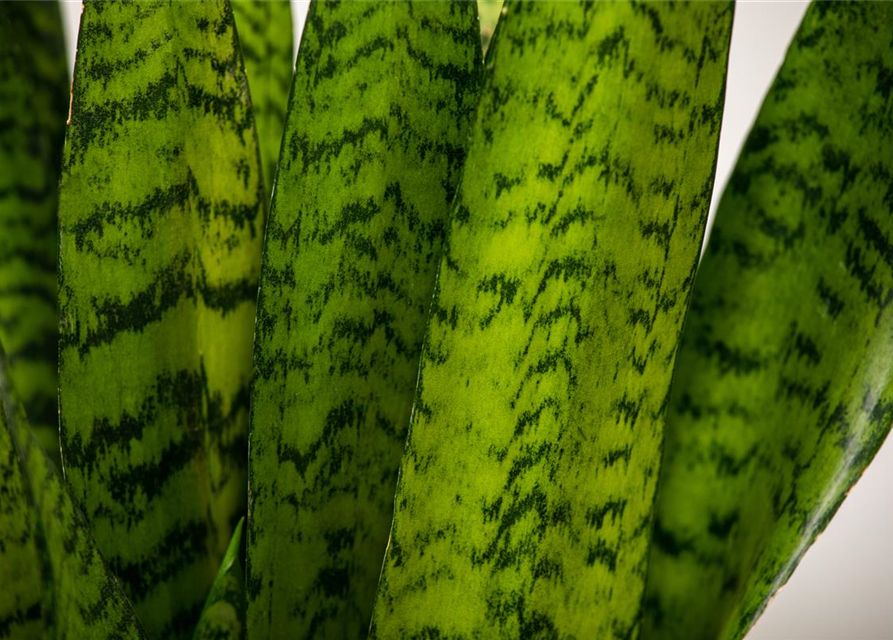 Sansevieria trifasciata Zeylanica T14