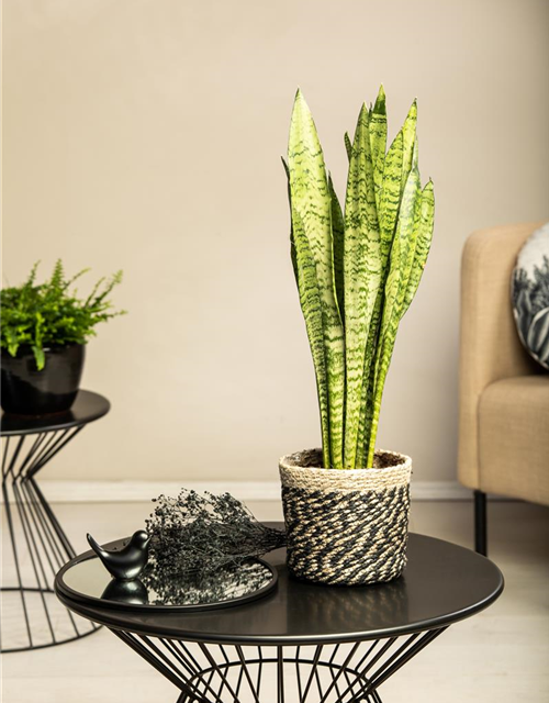 Sansevieria trifasciata Zeylanica T14