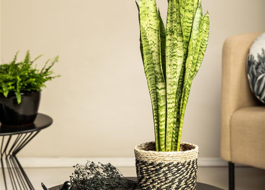 Sansevieria trifasciata Zeylanica T14