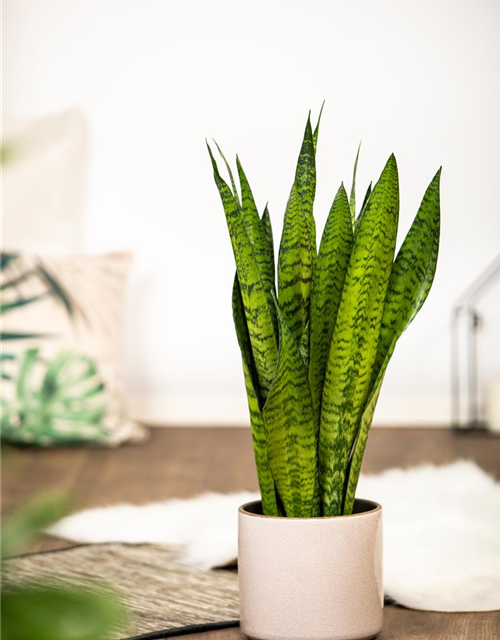 Sansevieria trifasciata zeylanica T6