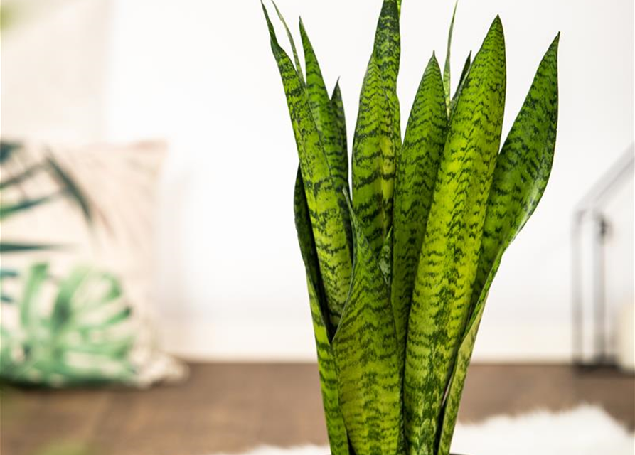 Sansevieria trifasciata zeylanica T6