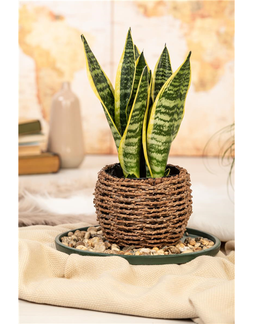 Sansevieria trifasciata Laurentii T12