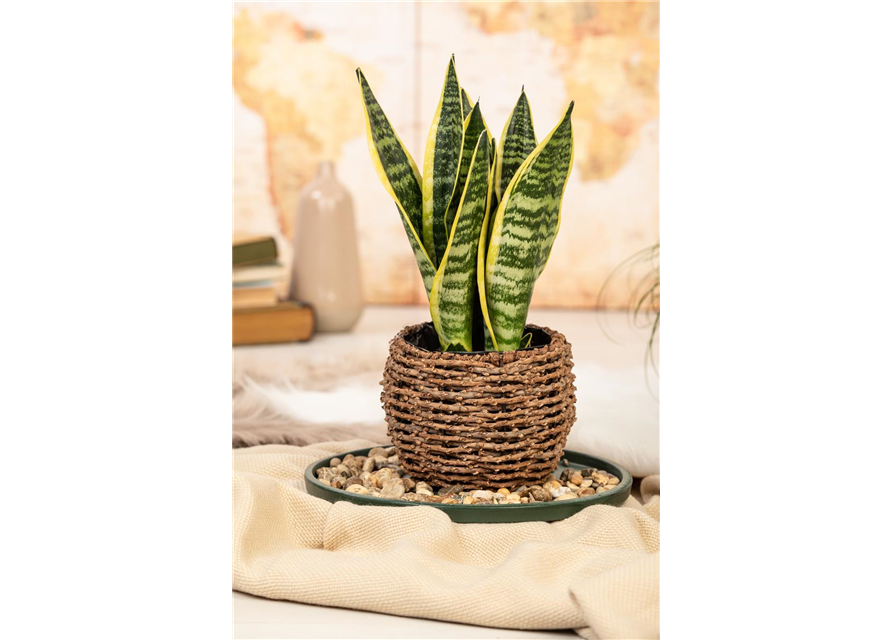 Sansevieria trifasciata Laurentii T12