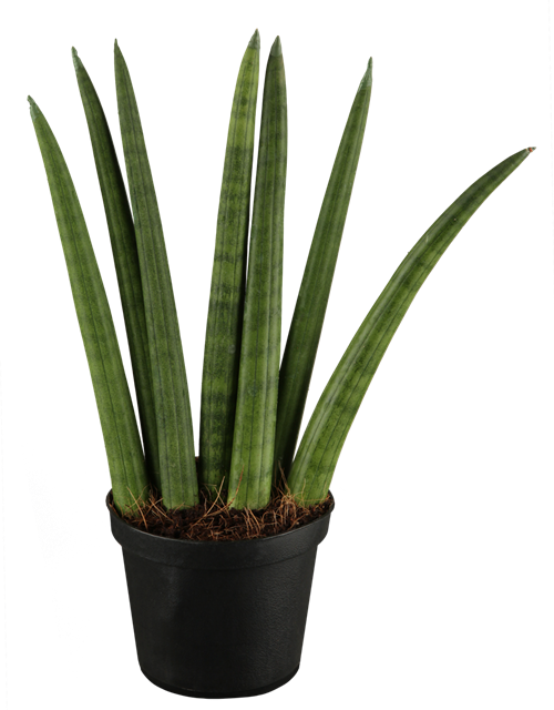 Sansevieria cylindrica Fan T11